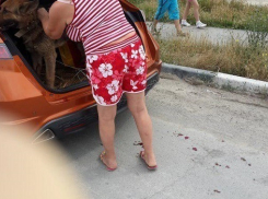 В Новороссийске живодерка привязала собаку к машине и каталась по городу