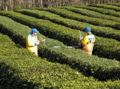 Зеленый кубанский чай завоевал платиновую медаль на конкурсе «Всероссийская Марка (III тысячелетие). Знак качества XXI века»