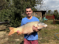 В Краснодарском крае выловили 20-килограммового сазана