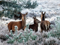 В Краснодаре 18 марта прогнозируют сильные снегопады с метелью