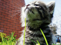 До +16 градусов потеплеет в Краснодарском крае