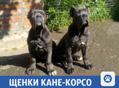 Верные друзья ищут новый дом на Кубани