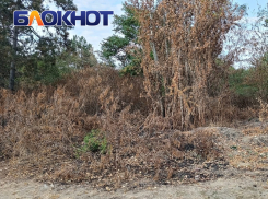 Пускают авто, горы мусора, сгоревший лес: в Краснодаре показали охраняемую природу острова Масленицы