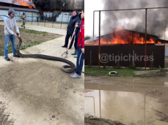 Огромные змеи и крокодилы уползли из-за пожара в доме-террариуме под Краснодаром