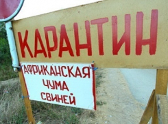 На Кубани создадут 15 дополнительных санпостов для предотвращения распространения АЧС 