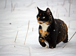 Снег на Кубани продолжит идти 