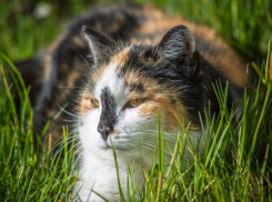 До 30 градусов температура на Кубани не дотянется 