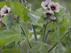 Туристам на заметку, или держитесь от этого подальше: опасные растения Краснодарского края