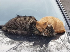 Небольшое потепление и кратковременные дожди ожидают жителей Кубани во вторник