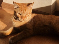 В Краснодаре 29 июля солнечно и без осадков