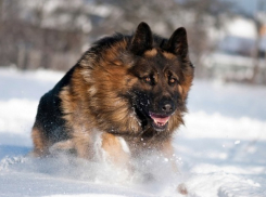 Камчатский пёс обнаружил мошенника, разыскиваемого на Кубани