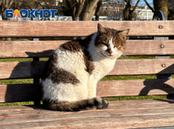 Потепление до +19 и сильный ветер спрогнозировали в Краснодарском крае