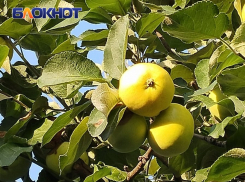 Актуальный Краснодар сегодня: День ВДВ. Ильин день. Не поддаемся влиянию, не купаемся, не работаем, не ругаемся и не стреляем из рогатки. Едим баранину