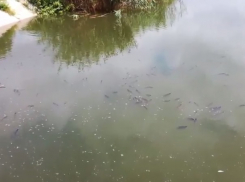 Массовый замор рыбы произошел на Карасунском озере в Краснодаре