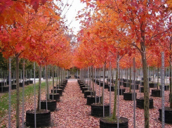 В Краснодаре появится аллея красных кленов 