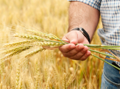 Чиновники поделили деньги для аграриев Краснодарского края