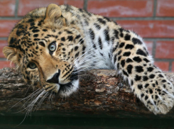 Сочинский леопард отправился в Сибирь