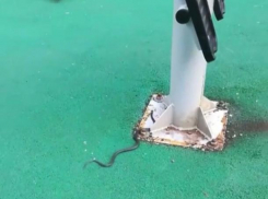 Змея на детской площадке в Краснодаре попала на видео 