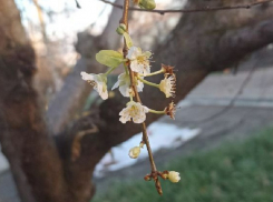 В Краснодаре перед Новым годом зацвели деревья