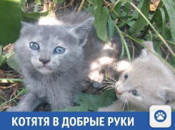 Милые котята ищут новый дом