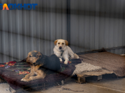 Александр Бастрыкин поручил возбудить дело о бездействии властей Краснодарского края по отлову бродячих собак