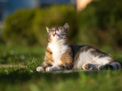 Сегодня на Кубани будет еще теплее 
