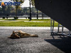 Живодёры избили собаку до полусмерти в станице под Краснодаром 