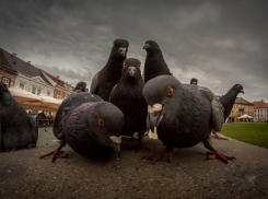 Голубь с камерой снял лучшую панораму Краснодара