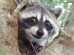 Героическое спасение енота в Сочи попало на видео