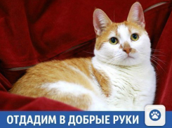 Отдадим умную кошку Асю в Краснодаре