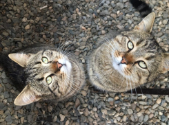 В Краснодарском крае потеплеет до 21 градуса, местами пройдут дожди