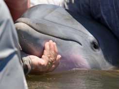На Кубани владельцев погибшего дельфина привлекут к ответственности