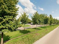 В мэрии рассказали, куда перенесут деревья с места строительства новой трамвайной линии в Краснодаре