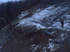 В «Сочинском национальном парке» неизвестные срубили 45 деревьев 