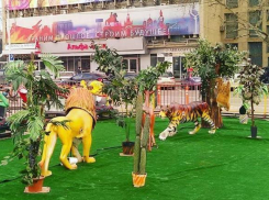 «Детей-живодеров» воспитывают в центре Краснодара