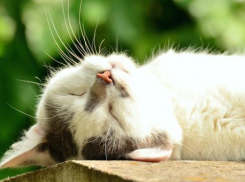 Последний выходной августа будет теплым на Кубани