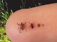 Кубанцев призывают остерегаться клещей