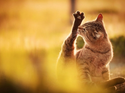 Погода на Кубани решила наладиться