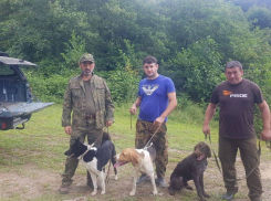 Шумовые прогоны медведей устроили в Сочи 