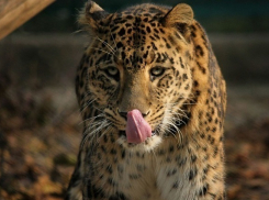 Президент Международной федерации хоккея покормит сочинских леопардов