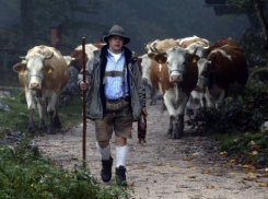 Ночью в горах Мостовского района потерялись пастух с коровой 