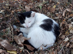 На Кубани облачно, возможны кратковременные дожди