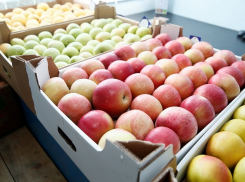 Кубанские садоводы собрали высокий урожай фруктов и ягод