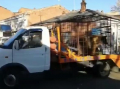 Медведю Афанасию, заточенному во дворе многоэтажки в Краснодаре, нашли новый дом