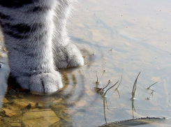 Ливневый дождь с грозой снова затопит улицы Краснодара