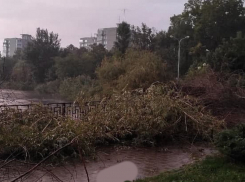 Деревья возле Карасунских озер в Краснодаре беспощадно спилили