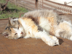  Погода налаживается на Кубани: дождей не будет 