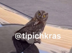 В Краснодаре заметили сидящую на авто сову