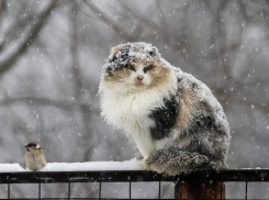 Краснодар ожидают мокрый снег и сильный гололед