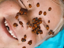 Нашествие божьих коровок добралось и до Сочи